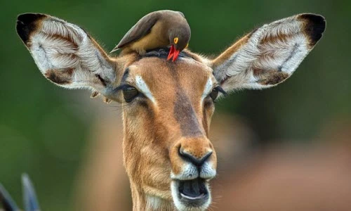 Linh dương mặt "cực phởn" khi được chim oxpecker bắt rận