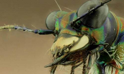 Cận cảnh gương mặt đáng sợ của côn trùng 