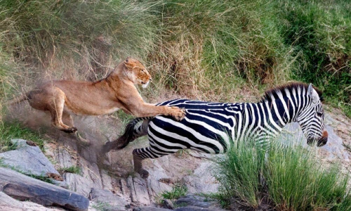 Ảnh động vật: Trăn khổng lồ cuộn tròn, sư tử phi thân vồ ngựa vằn...