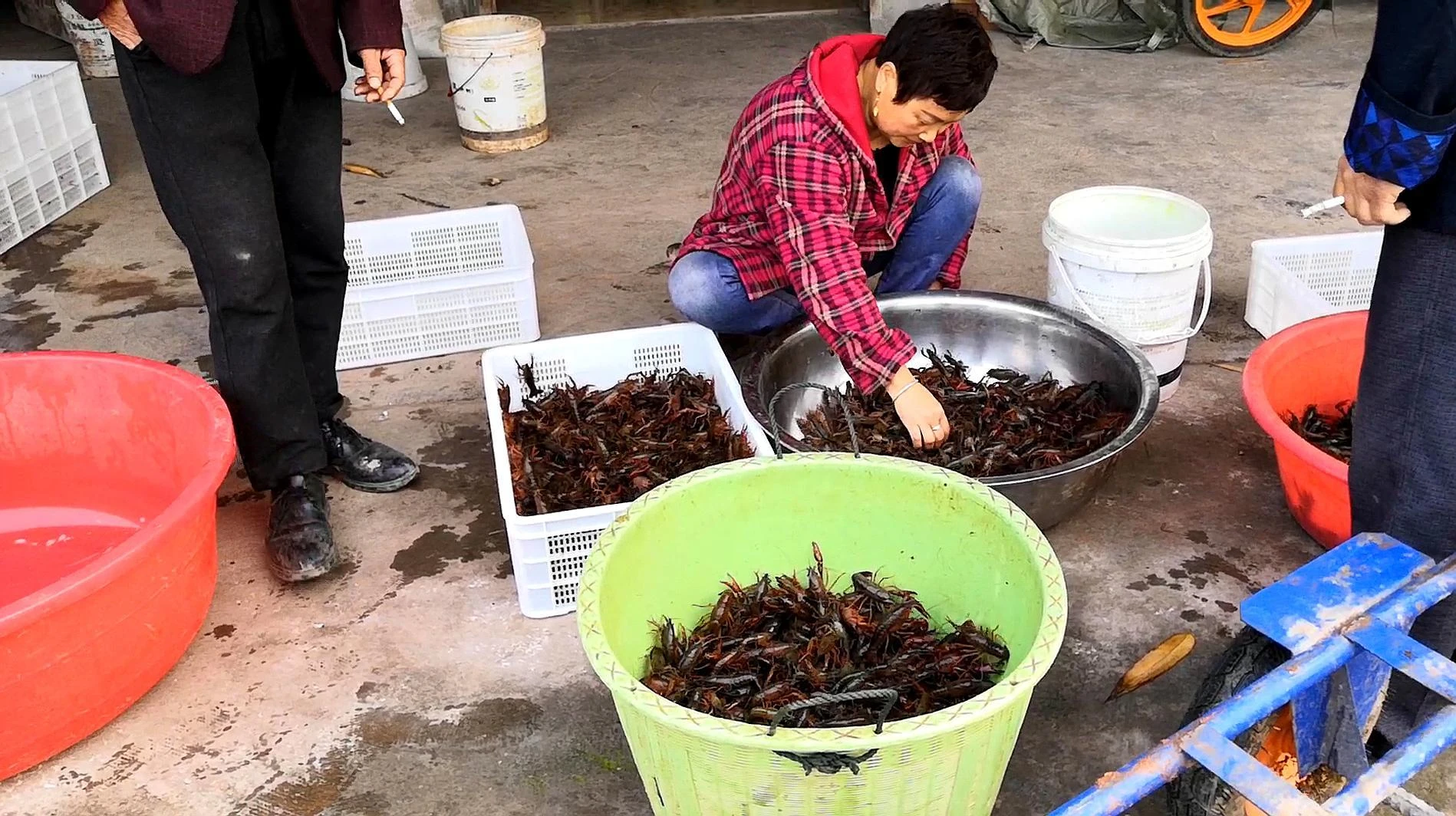 "Đột nhập" thủ phủ nuôi tôm hùm đất ở Trung Quốc