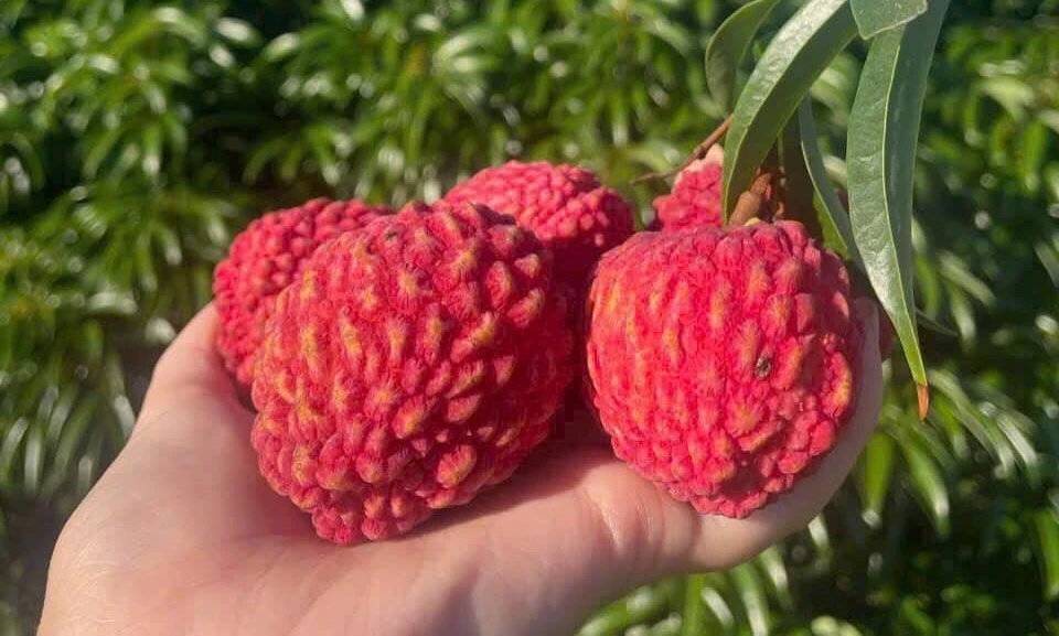 Hơn triệu đồng/kg, vải rồng Úc hút khách nhà giàu dịp Tết