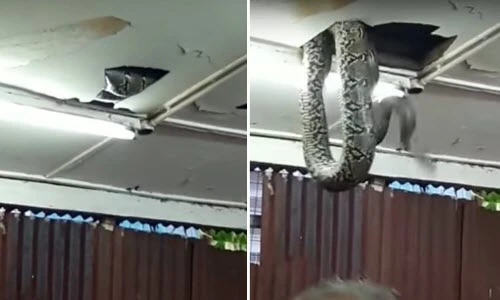 Hoảng loạn vì trăn khổng lồ rơi xuống từ trần nhà hàng