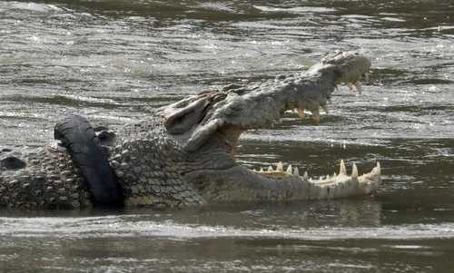 Ảnh động vật: Cá sấu mắc kẹt, thiên nga trượt trên mặt băng