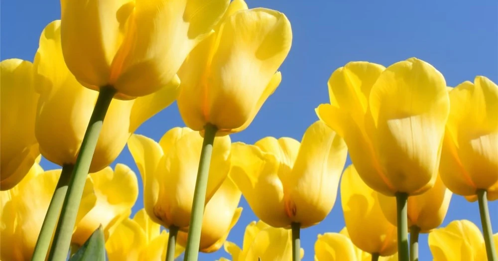 Sang năm 2023, 3 con giáp đạt thành tích vượt trội