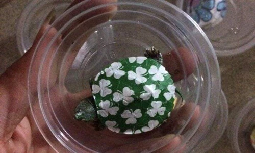 Cận cảnh loài rùa cảnh “giá bèo” bán tràn lan trên mạng