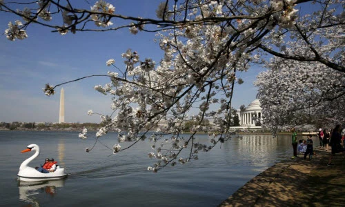 Ngắm hoa anh đào khoe sắc ở thủ đô Washington