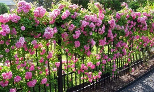 10 loại cây làm hàng rào tuyệt đẹp không thể bỏ qua