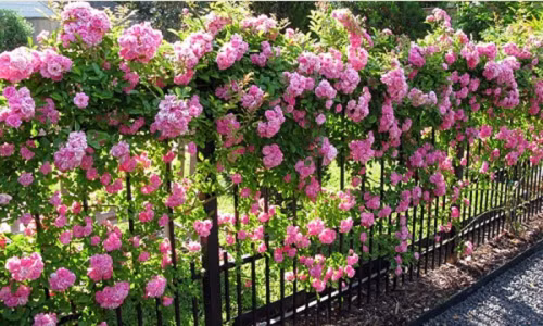 10 loại cây làm hàng rào tuyệt đẹp không thể bỏ qua