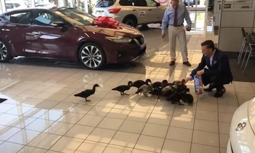 Đại lý xe ôtô tại Mỹ ôtô nuôi vịt để câu khách