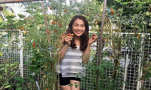 Đã mắt vườn rau quả bội thu, mỗi vụ hơn 300 kg