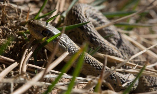 Ảnh động vật tuần: Rắn ra ngoài kiếm ăn, vịt trời quyết chiến...