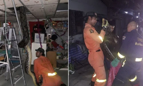 Ảnh động vật: Bắt trăn quái vật, bói cá "yêu" nơi chênh vênh...