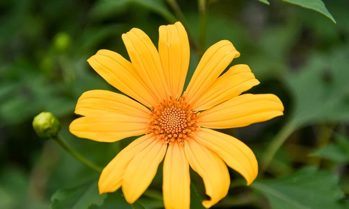 Ngắm loài hoa “biểu tượng của Đà Lạt” giữa lòng Hà Nội