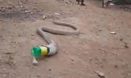 Tham ăn hổ mang chúa phải nhận cái kết đắng