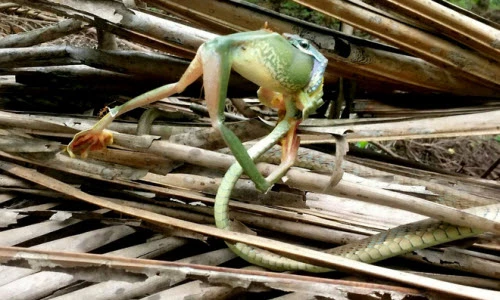 Ảnh động vật tuần: Rắn tí hon nuốt chửng ếch khổng lồ