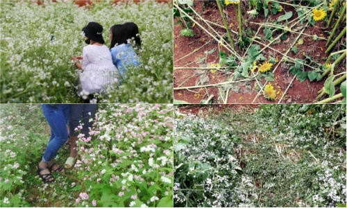 Giới trẻ và những lần "vùi hoa dập liễu" gây bức xúc 