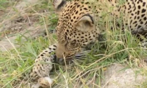 Báo gấm chủ quan bại trận dưới tay vịt con