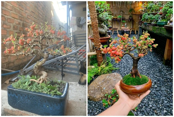 Ngắm bonsai dâu tằm vài chục triệu khiến người chơi “móc ví“