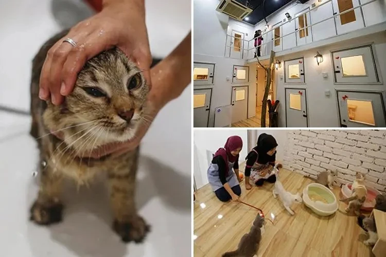 Có gì trong khách sạn 5 sao đầu tiên dành cho mèo?