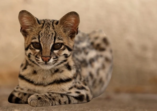 Tận thấy giống mèo cảnh 2,5 tỷ khiến đại gia “móc ví” 