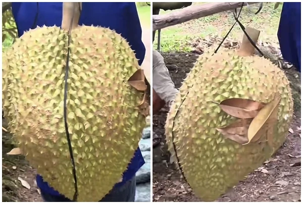 “Sửng sốt” những trái sầu riêng khổng lồ khiến dân tình xôn xao