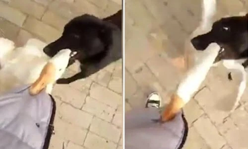 Chó cưng dũng cảm xả thân cứu chủ khỏi ngỗng điên