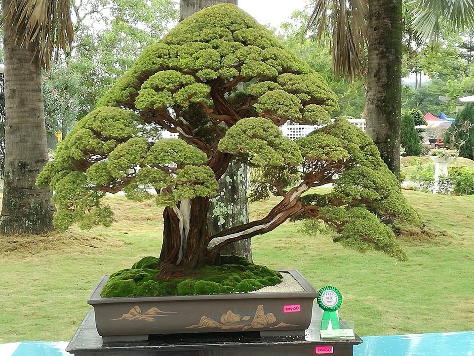 Mãn nhãn loạt tác phẩm kim sa tùng bonsai đẹp kinh điển 