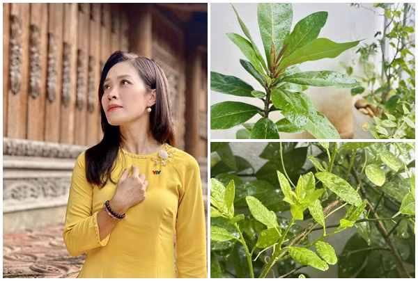 Ngắm khu vườn lộc non xanh mơn mởn của MC VTV Hoàng Trang