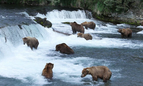 Tận mục gấu nâu thưởng thức tiệc cá hồi dưới sông 