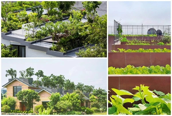 Mướt mắt những ngôi nhà có vườn trên mái đẹp nhất VN