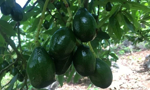 Xem người dân kiếm tiền dễ ợt từ cây bơ