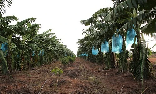 “Đột nhập” vườn trái cây nghìn tỷ của Bầu Đức