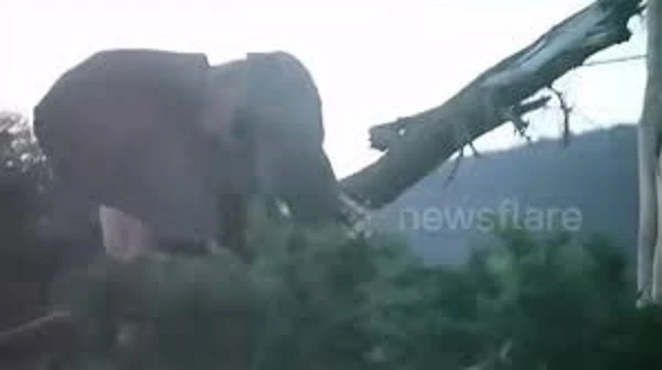 Video: Tưởng săn được voi con, sư tử đực bị voi mẹ dọa khiếp vía