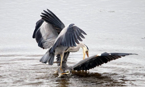 Ảnh động vật tuần: Chim diệc dìm đối thủ xuống nước kinh hoàng