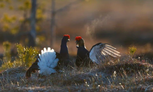 Ảnh động vật: Gà thông đen tình tứ, thỏ chơi đùa dưới nắng...
