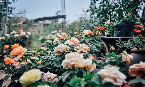 "Lạc trôi" giữa những vườn hồng cổ bạc tỷ ở Hà Nội