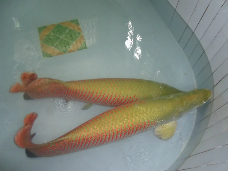 "Thú" nuôi cá cảnh khủng, tiền tỷ của đại gia Việt