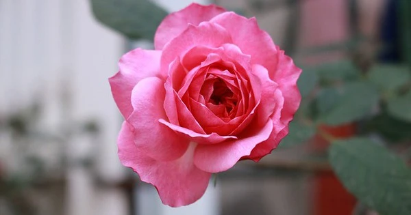 3 con giáp cuối tháng 5 Âm lịch đón quý nhân đến nhà