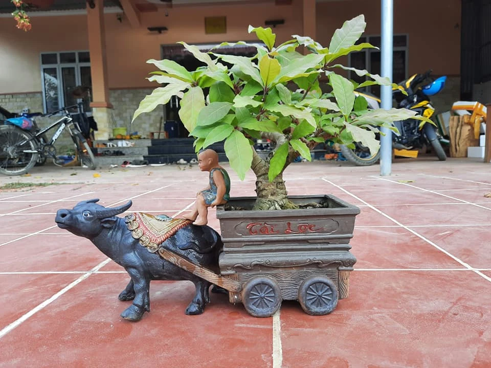 Trâu kéo lộc vừng để bàn tiền triệu hút khách Tết Tân sửu