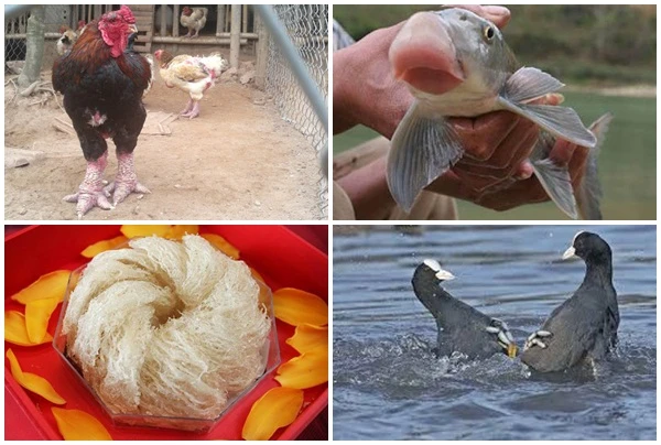 Điểm loạt đặc sản tiến vua có giá trên trời 