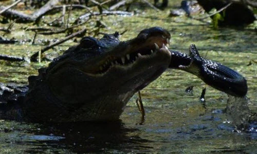 Ảnh động vật tuần: Cá sấu tung đòn nghiền nát rắn, thỏ ngắm hoa...