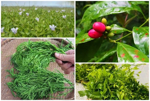 Ngã ngửa 6 loại rau đặc sản mọc hoang giá đắt hơn thịt