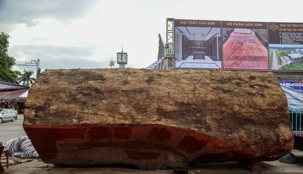 Giật mình những khúc gỗ cổ thụ giá "mua được cả biệt thự"