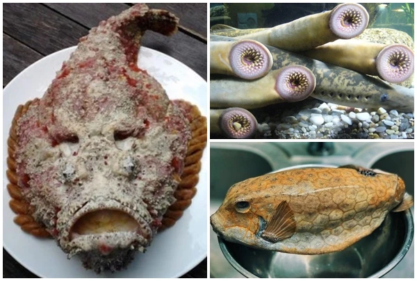 3 loài cá xấu “ma chê quỷ hờn” vẫn cực đắt và cháy hàng