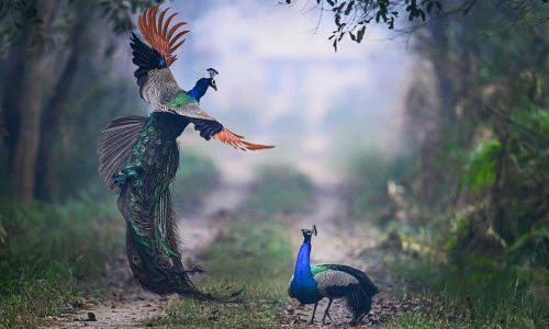 Ảnh động vật: Chim công quyết chiến tranh giành lãnh địa