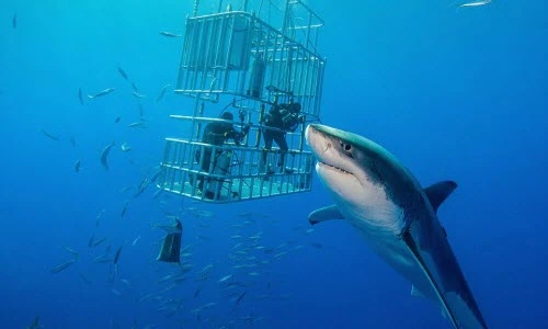 Mạo hiểm lặn cùng cá mập trắng lớn khắp thế giới