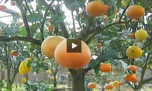 Vườn cây với 9 loại quả khác nhau độc nhất Hà Nội