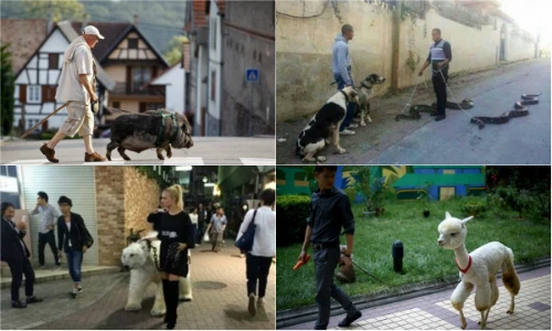 Phát hoảng trò dắt “quái thú” dạo phố của giới trẻ