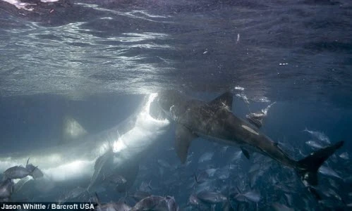 Kinh hoàng cảnh cá mập khổng lồ cắn nhau chí tử