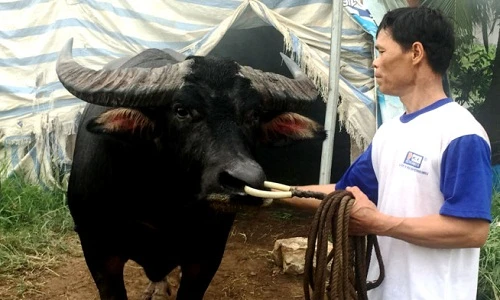 Trâu chọi húc chết chủ ở Đồ Sơn giá bao nhiêu?